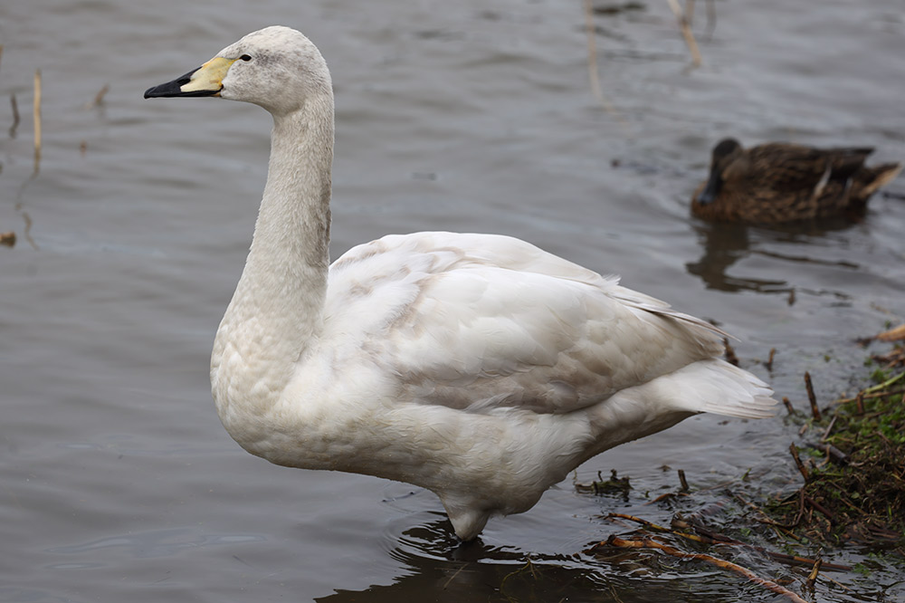 Juvenile whooper swan